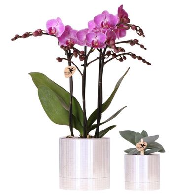 Pflanzenset â?? violette Vienna Orchidee ß9cm + Sukkulente inkl. Keramik-ßbertöpfe â?