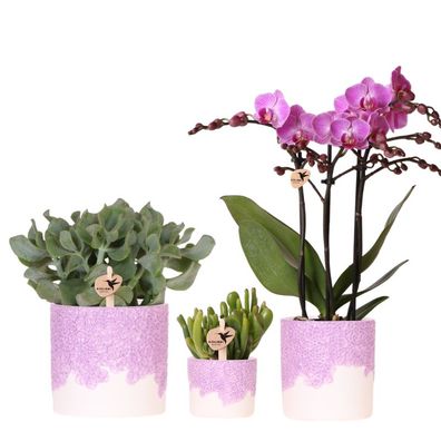 Pflanzenset 3 Pflanzen â?? violette Vienna Orchidee + 2 Grénpflanzen inkl. ßbertöpfe