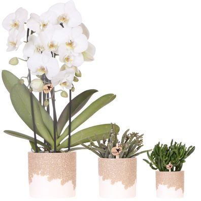 Pflanzenset Bloom Sand 3-teilig â?? weiße Niagara Falls Orchidee 12cm + 2 Grénpflanze