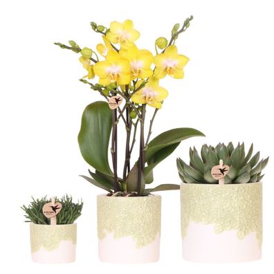 Pflanzenset 3-teilig â?? gelbe Albenga Orchidee 9cm + 2 Grénpflanzen inkl. ßbertöpfe