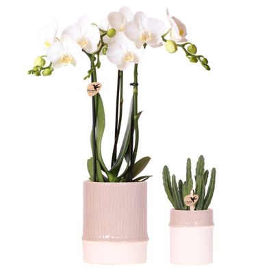 Pflanzenset Bamboo Weiß â?? weiße Amabilis Orchidee ß9cm + Grénpflanze inkl. Keramik