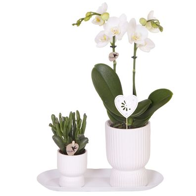 Geschenkset Diabolo White Small â?? weiße Amabilis Orchidee ß9cm + Grénpflanze ß6cm i