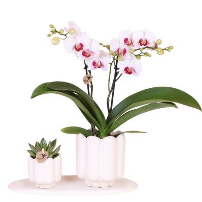 Geschenkset Retro White Gibraltar Orchidee ß9cm + Grénpflanze ß6cm â?? 2 weiße Retro