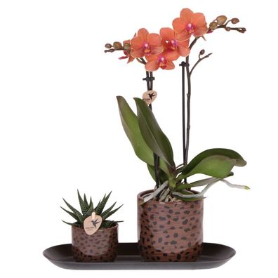 Leopard Geschenkset â?? Orange Bolzano Orchidee ß9cm + Grénpflanze ß6cm â?? Leopard-ß