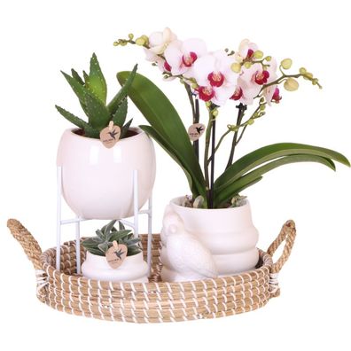 Geschenkset Large White â?? Gibraltar Orchidee ß9cm + 2 Grénpflanzen â?? Bubble-ßbert