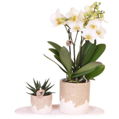 Geschenkset Bloom Sand â?? Weiße Lausanne Orchidee ß9cm + Grénpflanze ß6cm â?? ßbertö