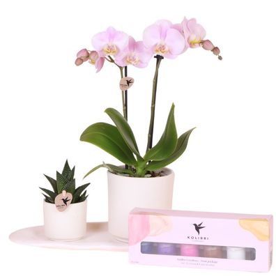 Creatives Geschenkset â?? Rosa Portugal Orchidee ß9cm + Grénpflanze ß6cm â?? 2 weiße
