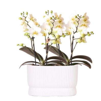 Weiße Lausanne Orchidee ß9cm 2 Orchideen â?? ßbertopf weiß Diabolo Twin White â?? é