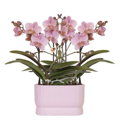 Orchideen-Set Treviso Ros altrosa 2xß9cm â?? Diabolo Twin Pink Doppel-ßbertopf â?? ép