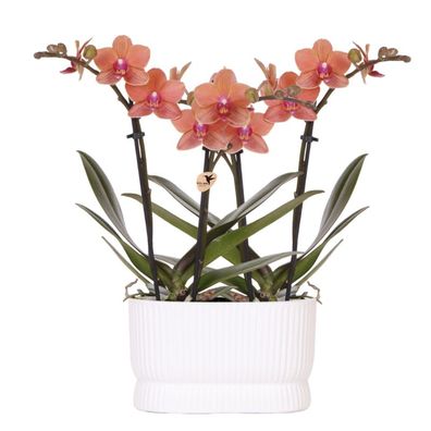 Orchideen-Set Diabolo Twin White â?? 2x orange Bolzano Orchidee ß9cm â?? weißer Doppe