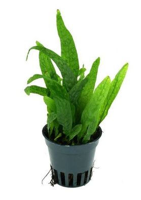 Microsorum mini - kleinwüchsiger Javafarn