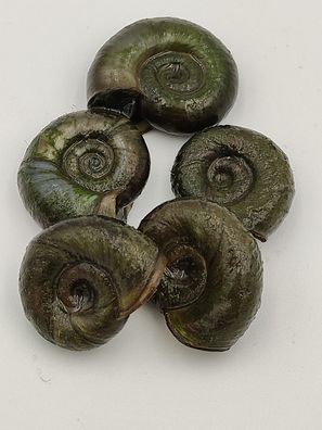 Posthornschnecke - Teichschnecke