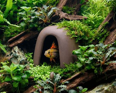 GRNLO - CrustaCave - 10,5cm