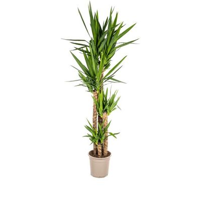 Riesen-Palmlilie - Yucca Elephantipes - Zimmerpflanze - ß27cm - â??160cm â?? Pflegele