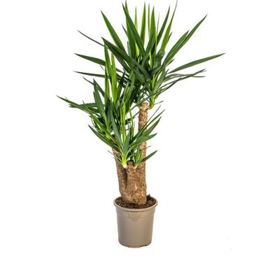 Riesen-Palmlilie - Yucca Elephantipes - Zimmerpflanze - ß24cm - â??90-100cm â?? Pfleg