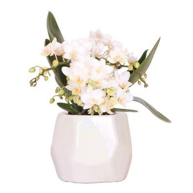 Weiße Orchidee 'Nazar' â?? Zimmerpflanze â?? ß9cm Topf â?? inkl. Dekotopf Pearl Trave