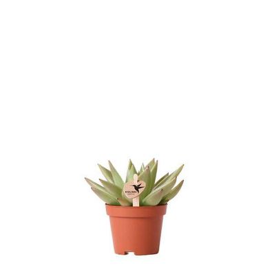 Sukkulente Echeveria Miranda â?? Gréne Rosettenpflanze â?? ß6cm â?? Pflegeleichte Zim