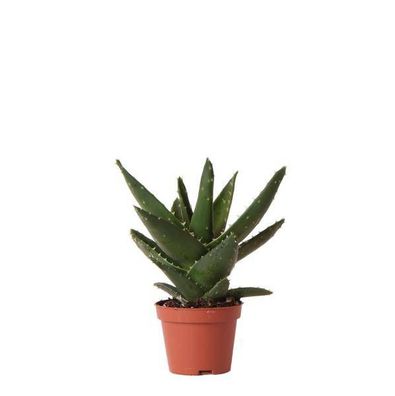 Sukkulente Aloe Brevifolia â?? Kleine Gréne Zimmerpflanze mit Stacheln â?? ß6cm â?? P