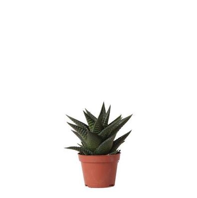 Sukkulente Haworthia Limifolia â?? Gréne Zimmerpflanze â?? ß6cm â?? Pflegeleicht & De