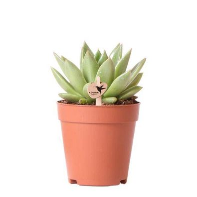Sukkulente Echeveria Miranda â?? Gréne Zimmerpflanze â?? Rosettenform â?? ß9cm â?? Pf