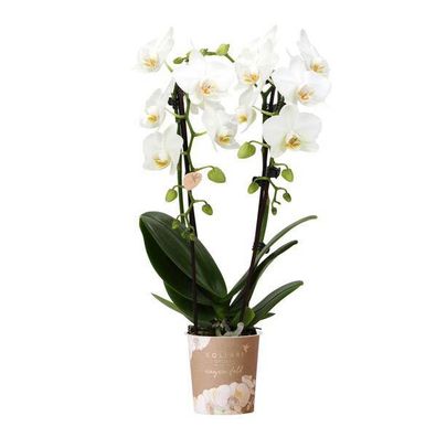 Weiße Phalaenopsis-Orchidee Niagara Fall â?? ß9cm â?? Bléhende Zimmerpflanze â?? Luxu