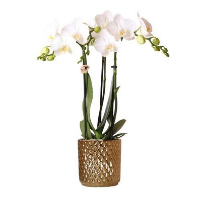 Weiße Phalaenopsis-Orchidee Amabilis + Diamant-Dekotopf gold â?? ß9cm â?? 40cm hoch â