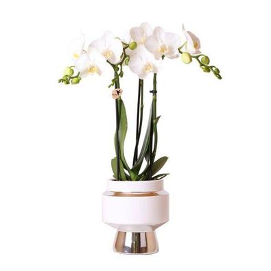 Phalaenopsis Orchidee Weiß â?? Amabilis â?? ß9cm x H40cm â?? Le Chic Deko-Topf Silber