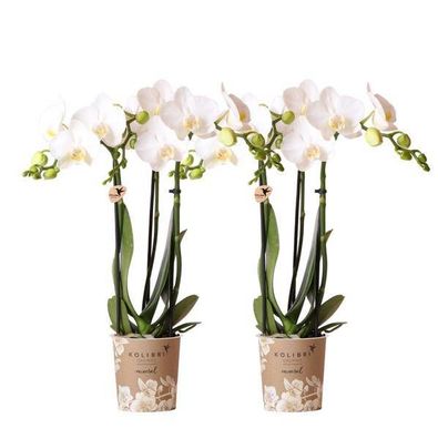 Weiße Phalaenopsis Orchideen â?? Amabilis â?? 2 Pflanzen â?? Bléhende Zimmerpflanze ß