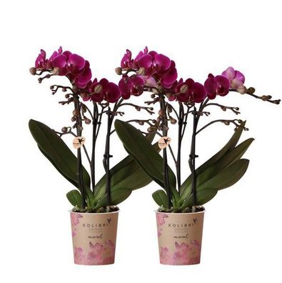 Phalaenopsis Orchideen â??Moreliaâ?? â?? 2 Pflanzen â?? Fliederfarben â?? ß9cm â?? Bl