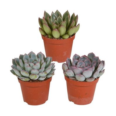 Steinrose Echeveria Mix â?? 3 Pflanzen ß8,5cm â?? Farbenfrohe Sukkulenten-Zimmerpflan