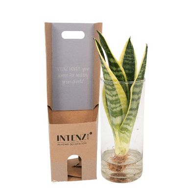Sansevieria im Glaszylinder â?? ß12cm â?? â??30cm â?? Pflegeleichte Zimmerpflanze im