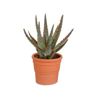 Aloe Zebrina Dannyz â?? ß10,5cm Zimmerpflanze im mediterranen Terrakotta-Topf â?? Suk