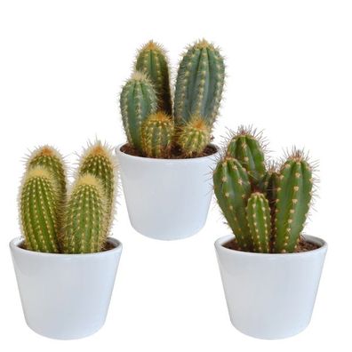Cereus Mix â?? 3Zimmerpflanzen â?? ß10,5cm â?? Verschiedene Säulen- & Stabkakteen im