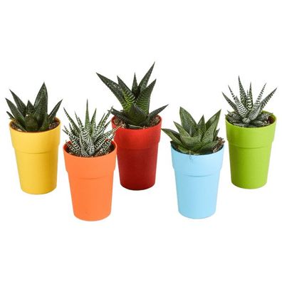 Sukkulenten Mix Gasteria & Haworthia â?? 5 Pflanzen â?? ß5,5cm Zimmerpflanzen im Kuns