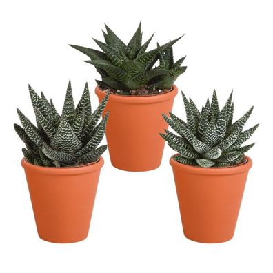Sukkulenten Mix Gasteria & Haworthia â?? 3 Pflanzen â?? ß8,5cm Zimmerpflanzen im Terr