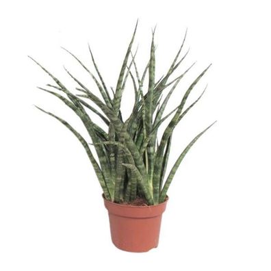 Bogenhanf â?? Sansevieria Fernwood Punk â?? Zimmerpflanze â?? ß12cm â?? â??35cm â?? i