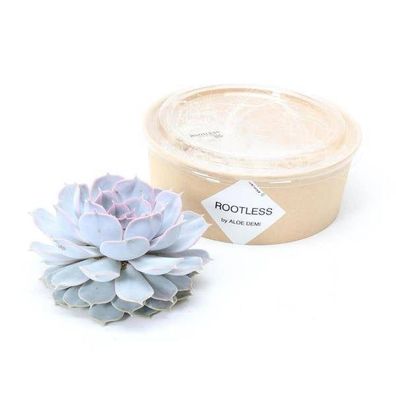 Sukkulente â?? Echeveria lilacina Rootless â?? ß12â??14cm â?? Zimmerpflanze ohne Wurz