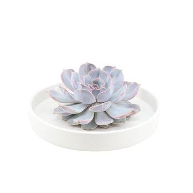 Sukkulente â?? Echeveria lilacina Rootless â?? ß20cm Schale Weiß â?? Zimmerpflanze oh