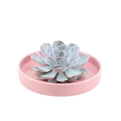 Sukkulente â?? Echeveria lilacina Rootless â?? ß20cm Schale â??Rosaâ?? â?? Zimmerpfla