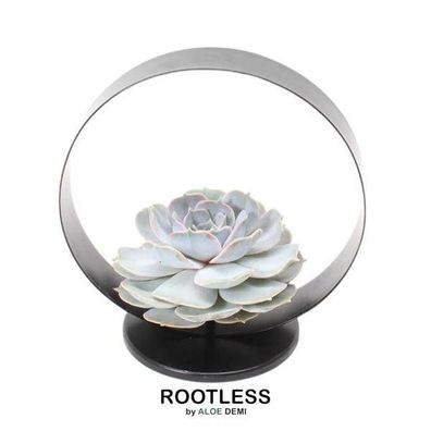 Sukkulente â?? Echeveria lilacina Rootless â?? ß20cm Deko-Tischstandard Schwarz â?? Z