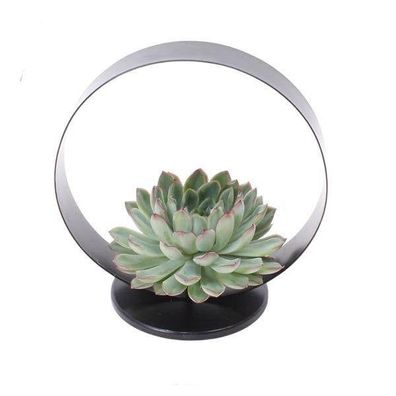 Sukkulente â?? Echeveria pulidonis Rootless â?? ß20cm Deko-Tischstandard Schwarz â??