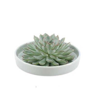 Sukkulente â?? Echeveria pulidonis Rootless â?? ß20cm Schale â??Grénâ?? â?? Zimmerpfl