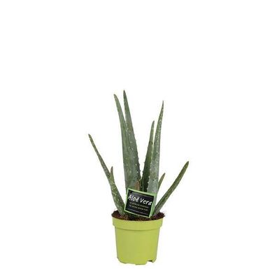 Echte Aloe Vera â?? Zimmerpflanze â?? ß10,5cm â?? ca. 35cm hoch â?? pflegeleichte Hei