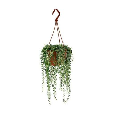 Erbsenpflanze â?? Senecio Herreianus â?? Zimmerpflanze â?? ß12cm â?? ca. 20cm hoch â?