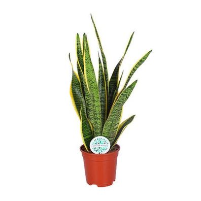 Bogenhanf â?? Sansevieria trifasciata Laurentii â?? Schwiegermutterzunge â?? ß17cm â?