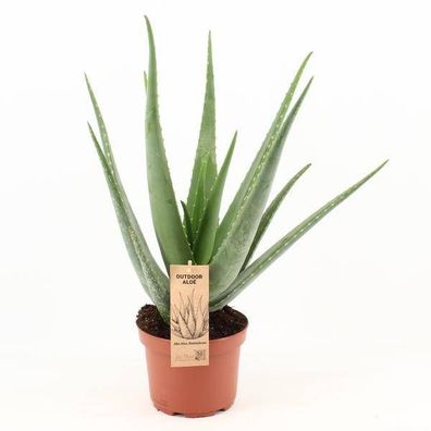 Echte Aloe Vera â?? Zimmerpflanze â?? ß19cm â?? ca. 70cm hoch â?? Sukkulente mit heil