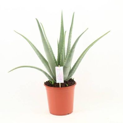 Echte Aloe Vera â?? ß24cm â?? ca.70cm Zimmerpflanze â?? Große Sukkulente mit fleischi