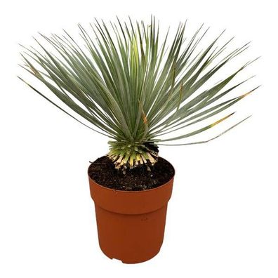 Palmlilie - Yucca Rostrata auf Stiel - â??70 cm - ß30cm - Exotische Zimmer- & Terrass