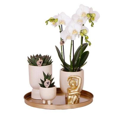 Pflanzenset Luxury Living â?? Weiße Phalaenopsis-Orchidee Amabilis + Sukkulenten â??