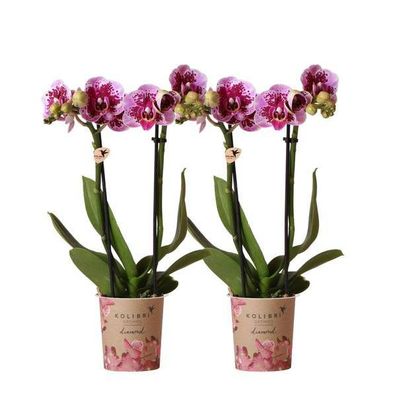 2er-Set Phalaenopsis Orchideen â??El Salvadorâ?? â?? Rosa-lila Bléten â?? ß9cm â?? Bl